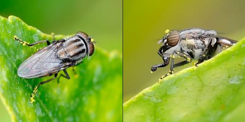 Stomorhina lunata