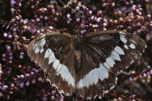 Réf. 91 314 : Brintesia circe