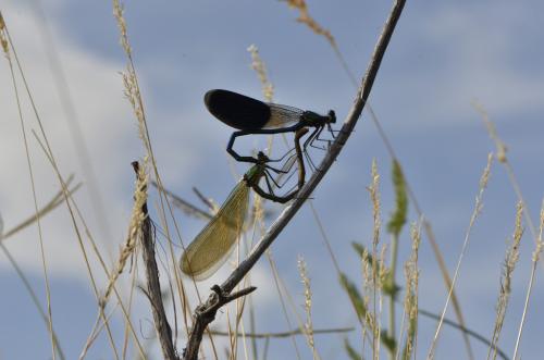 Calopteryx splendens