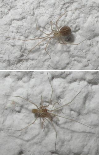 Réf. 91 374 : Spermophora senoculata