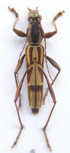 Réf. 91 933 : Rhaphuma conformis