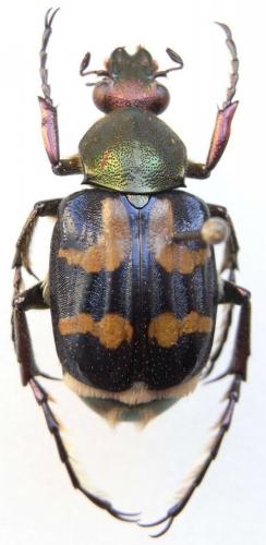 Epitrichius fraterculus
