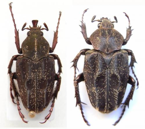 Philistina tonkinensis