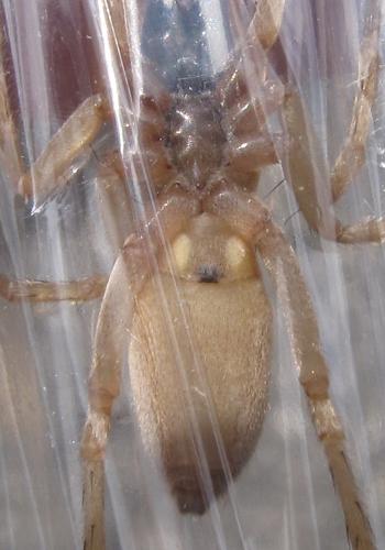 Réf. 91 355 : Clubiona phragmitis