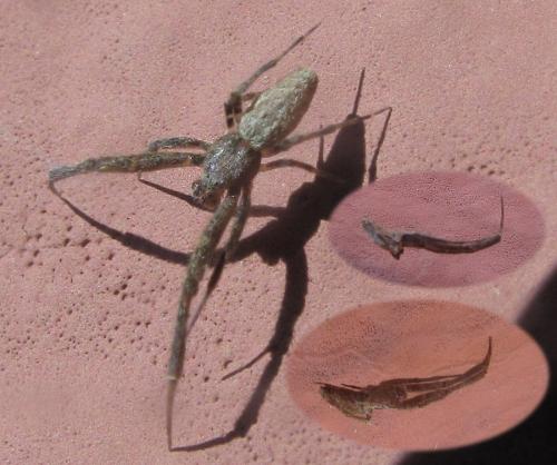 Uloborus plumipes
