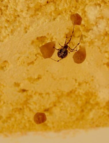 Réf. 91 934 : Parasteatoda tepidariorum