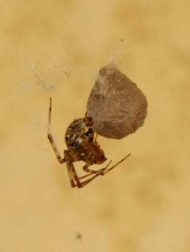 Réf. 91 935 : Parasteatoda tepidariorum
