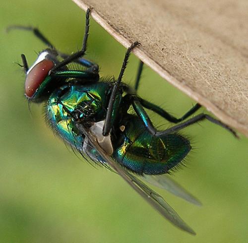 Neomyia sp.