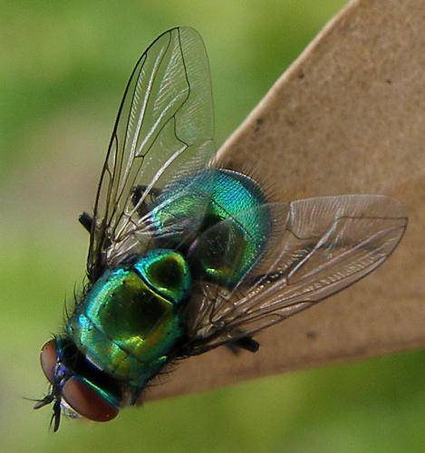 Neomyia sp.