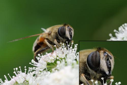 Réf. 91 670 : Eristalis tenax