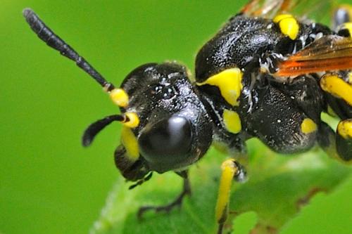 Réf. 91 546 : Tenthredo (marginella-thompsoni)