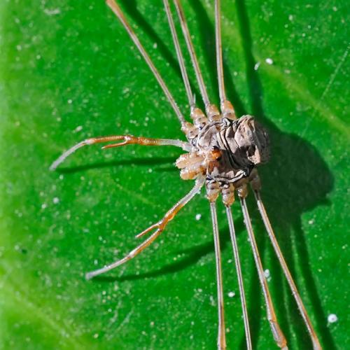 Réf. 91 228 : Dicranopalpus ramosus