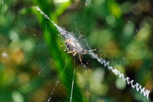 Réf. 91 322 : Argiope bruennichi