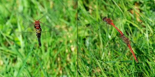 Sympetrum sanguineum