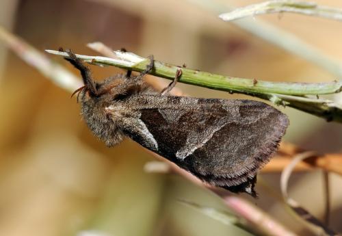 Triodia sylvina