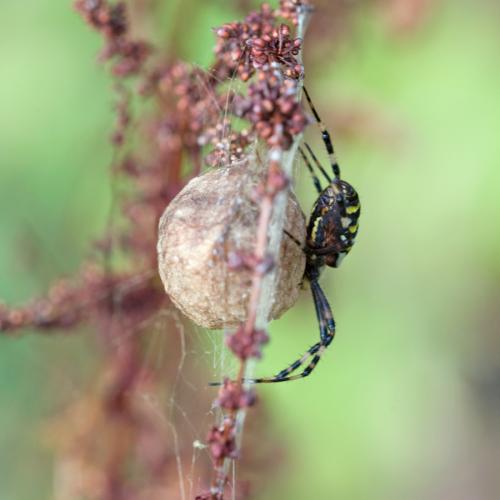 Argiope bruennichi