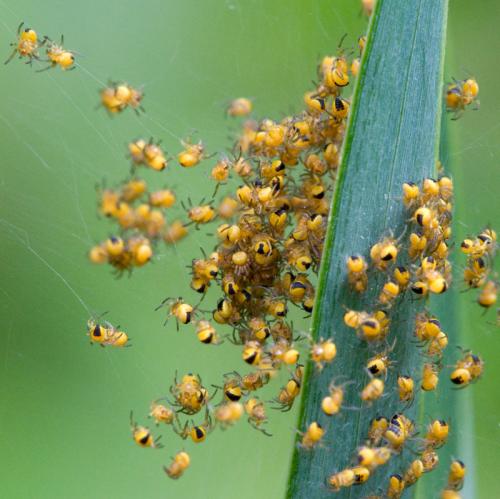 Araneus sp.