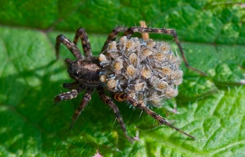 Pardosa sp.
