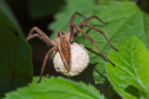 Réf. 91 619 : Pisaura mirabilis