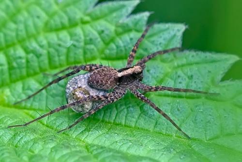 Pardosa sp.
