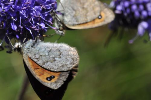 Erebia sp.