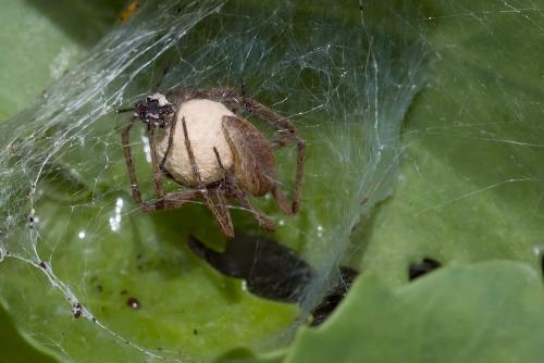 Pisaura mirabilis