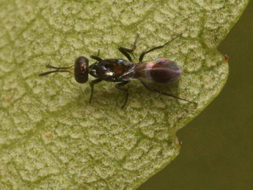 Réf. 91 792 : Anastatus bifasciatus