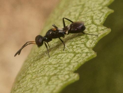 Réf. 91 793 : Anastatus bifasciatus