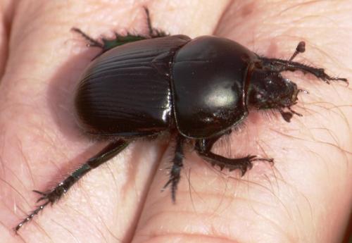Geotrupes spiniger
