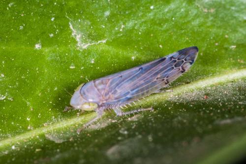 Réf. 91 364 : Synophropsis lauri