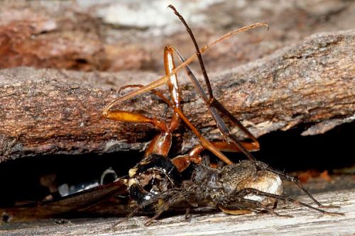 Pardosa sp.