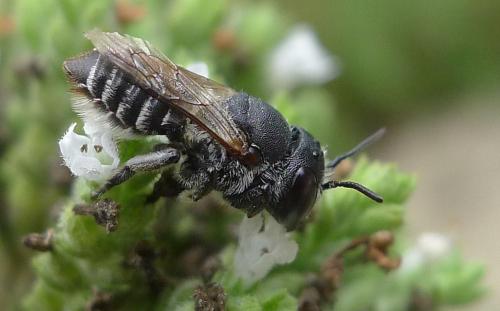 Réf. 91 728 : Megachile rotundata