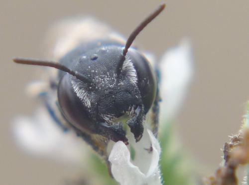 Réf. 91 826 : Megachile rotundata
