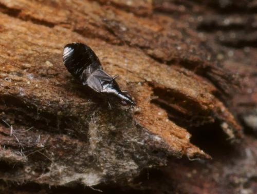 Réf. 91 706 : Dufouriellus ater