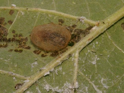 Phragmatobia fuliginosa