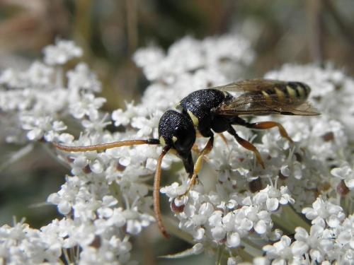 Sapyga octoguttata