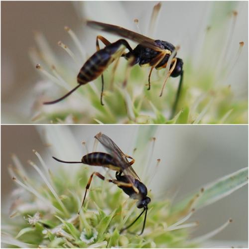 Réf. 91 658 : Campopleginae inconnu
