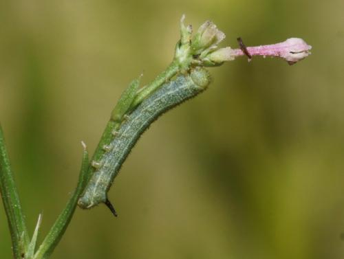 Macroglossum stellatarum