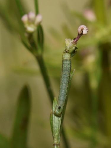 Macroglossum stellatarum