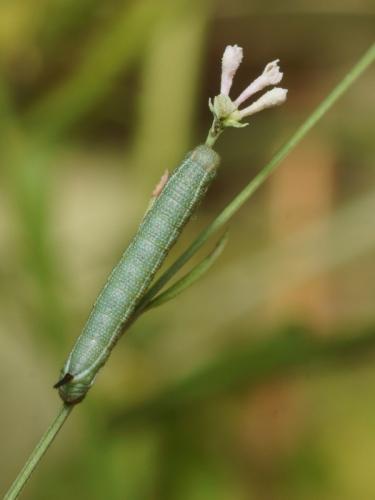 Macroglossum stellatarum
