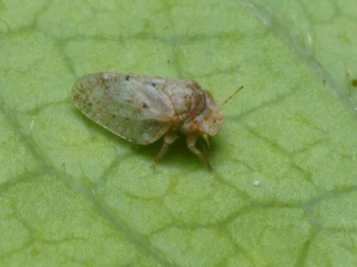 Euphyllura sp.