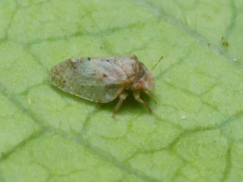 Réf. 91 310 : Euphyllura sp.