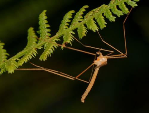 Pedicia straminea