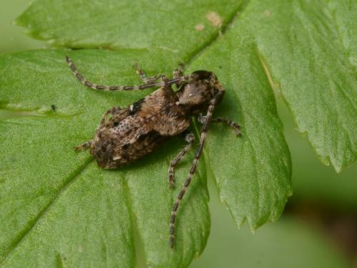 Pogonocherus ovatus