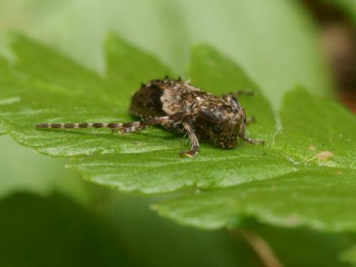 Pogonocherus ovatus