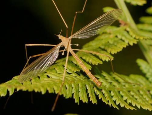 Pedicia straminea
