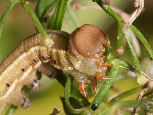 Macroglossum stellatarum