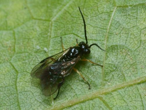 Réf. 91 774 : Stauronematus platycerus