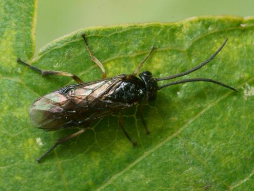 Réf. 91 775 : Stauronematus platycerus