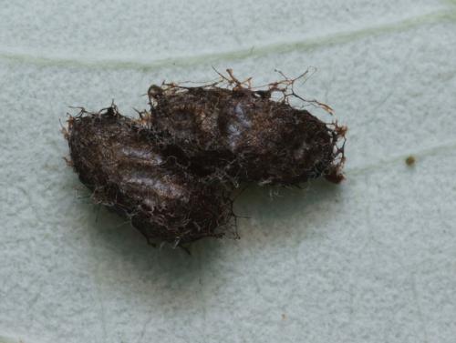 Réf. 91 105 : Stauronematus platycerus